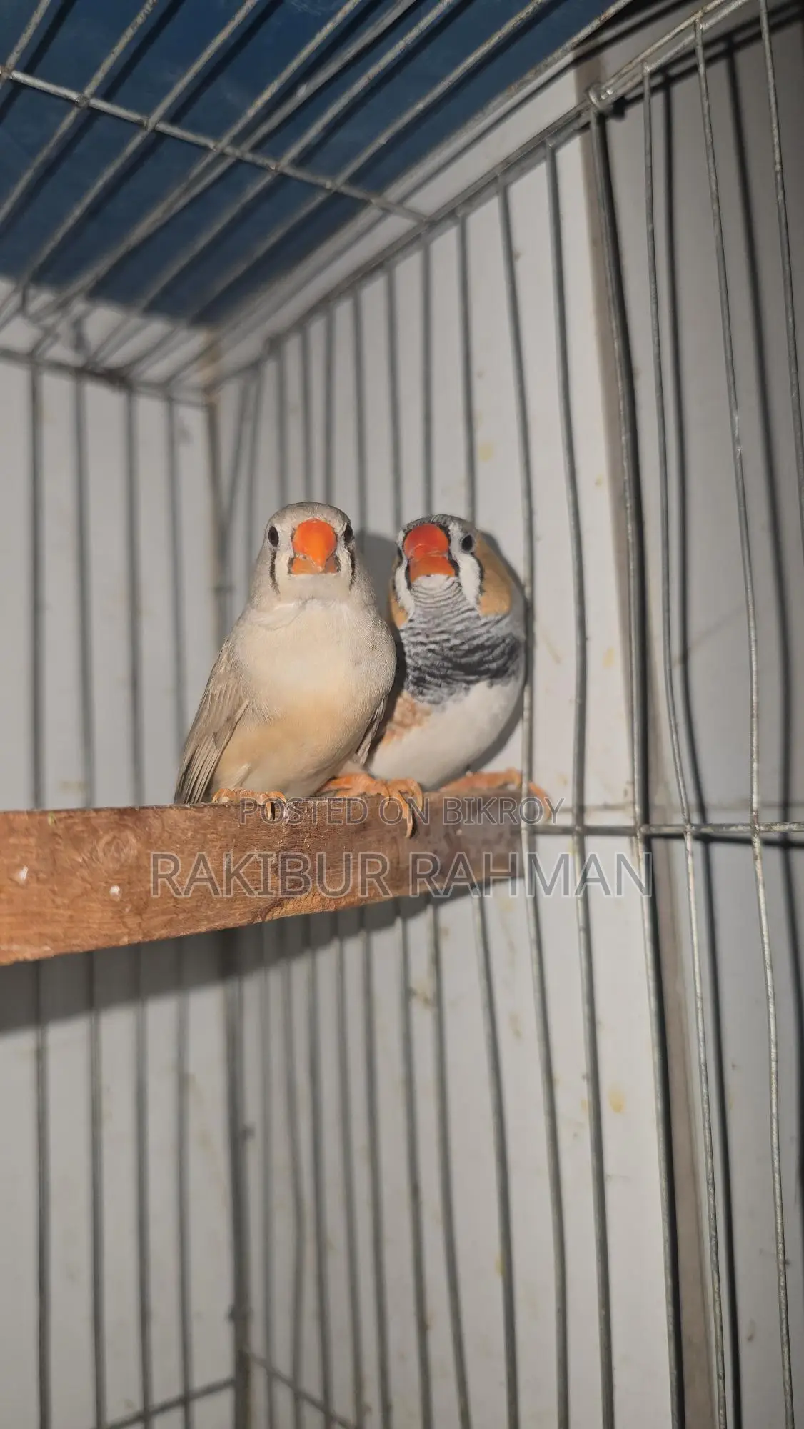 Zebra Finch Adult Pair