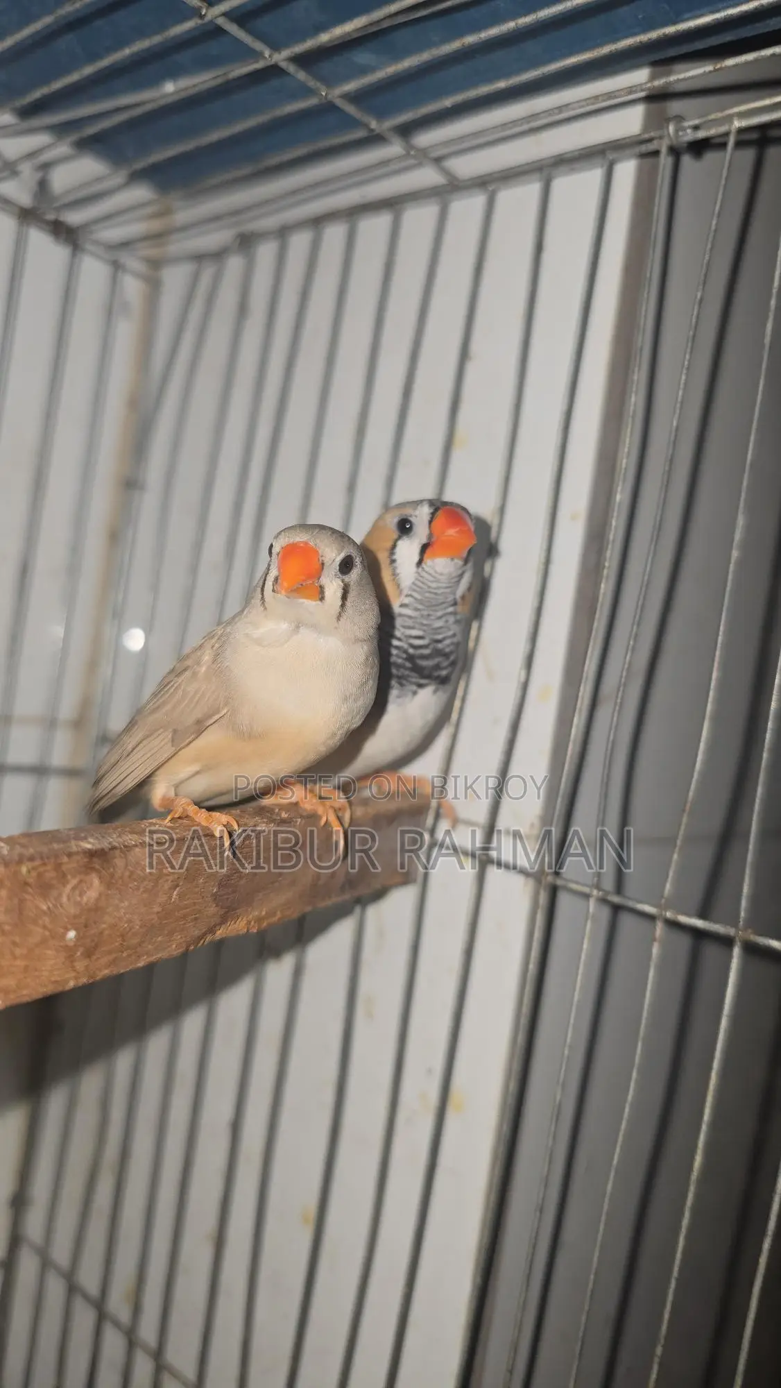 Zebra Finch Adult Pair