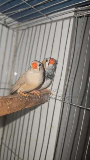 Zebra Finch Adult Pair