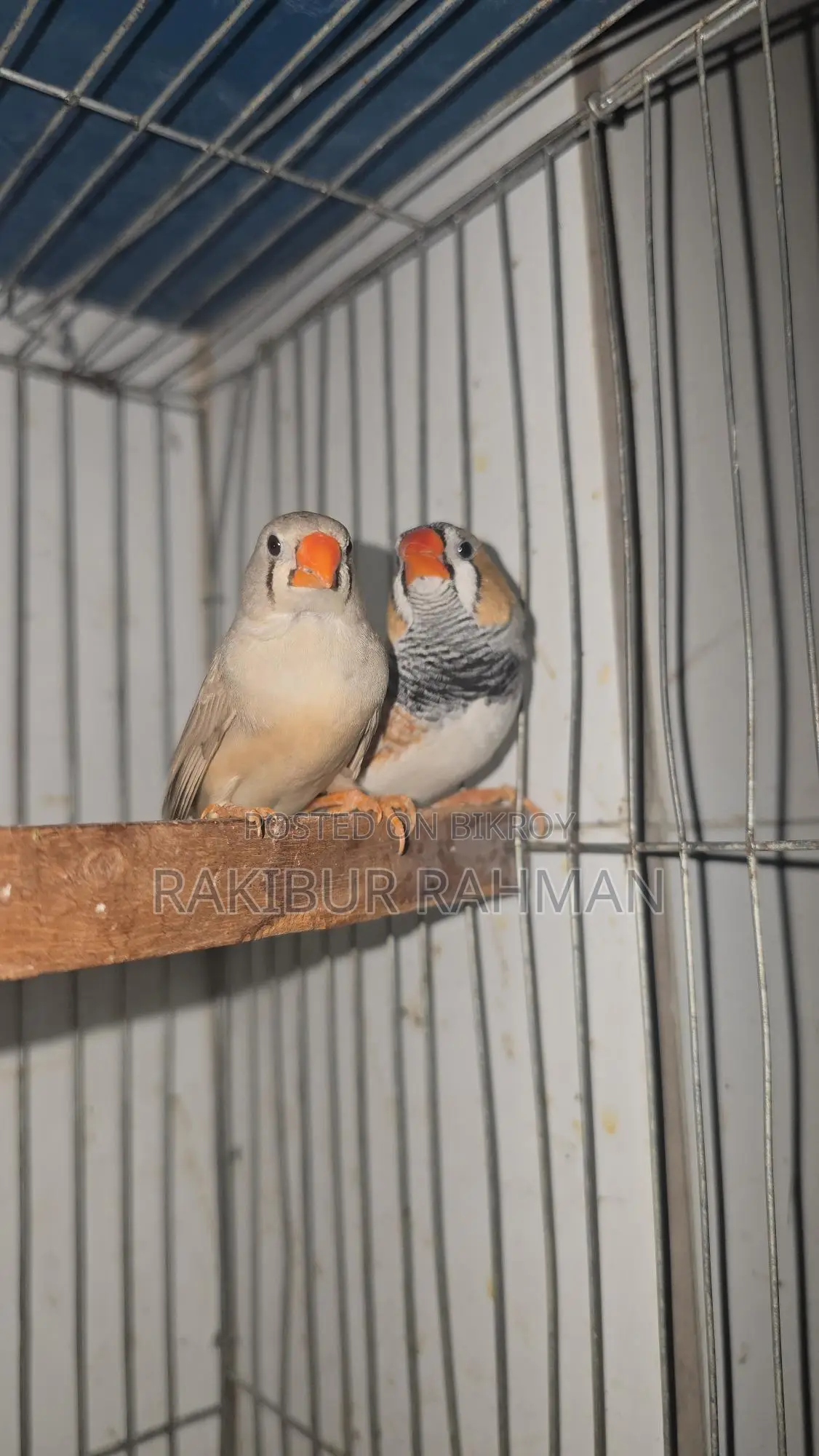 Zebra Finch Adult Pair