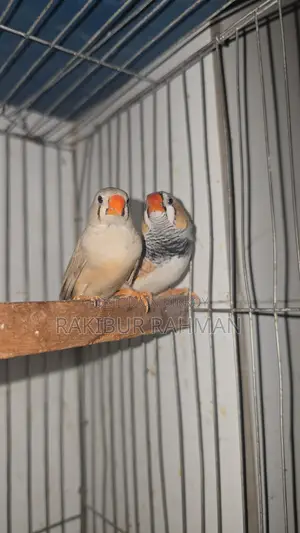 Zebra Finch Adult Pair