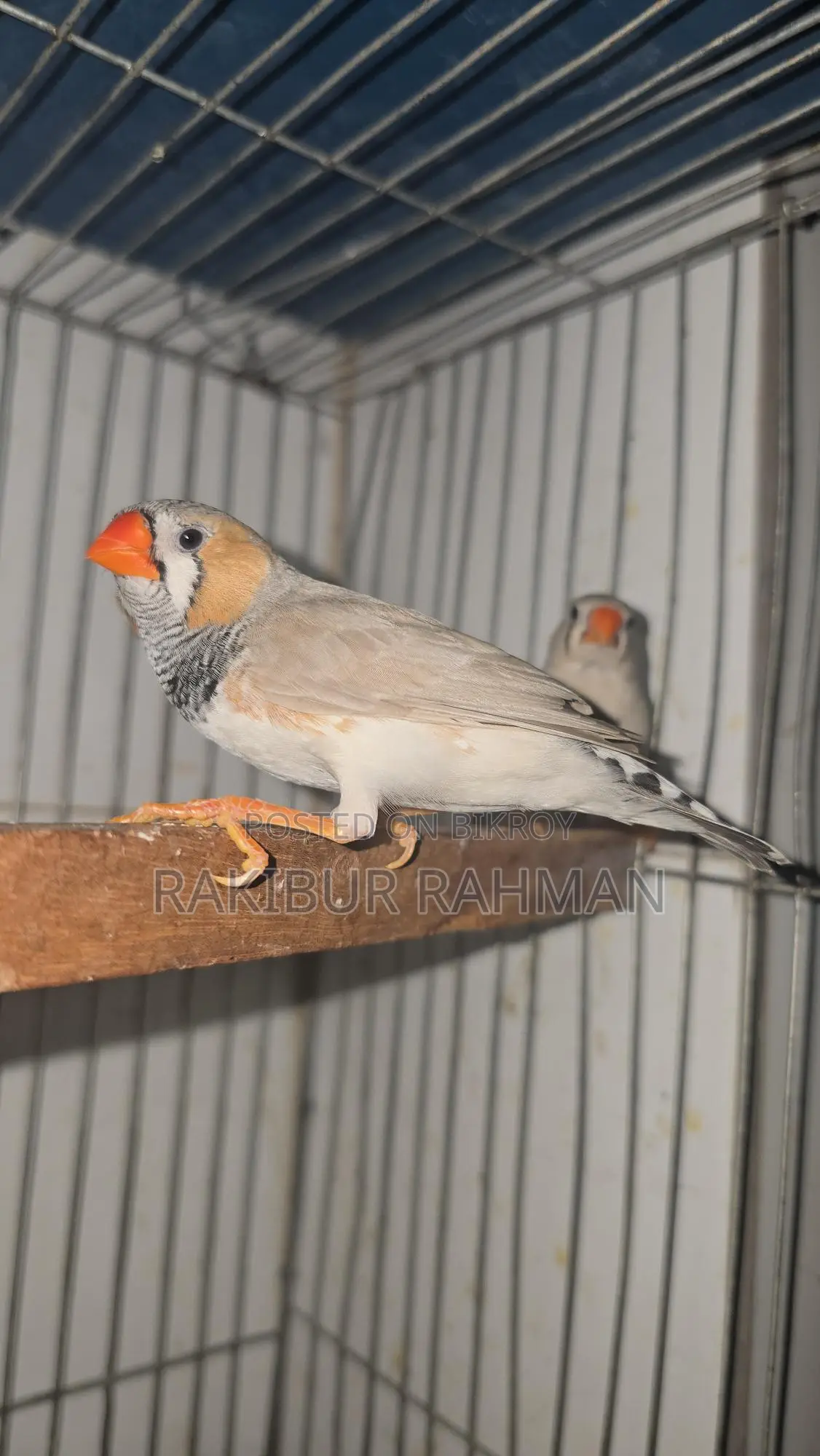 Zebra Finch Adult Pair