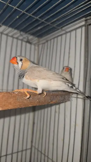 Zebra Finch Adult Pair