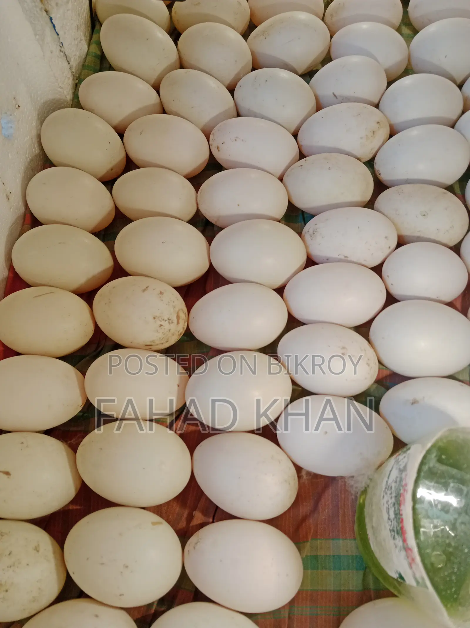 Peking Star 13 Duck Hatching Eggs