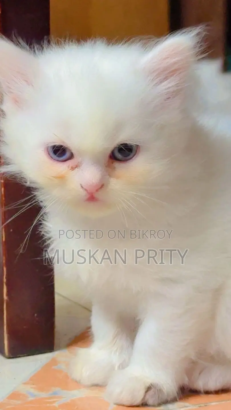 Cat Sell
