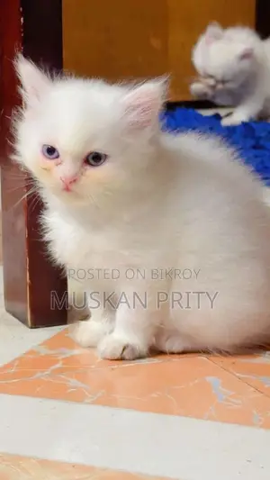 Cat Sell
