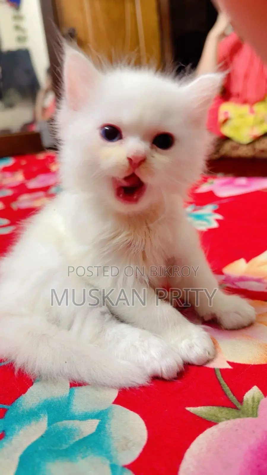 Cat Sell