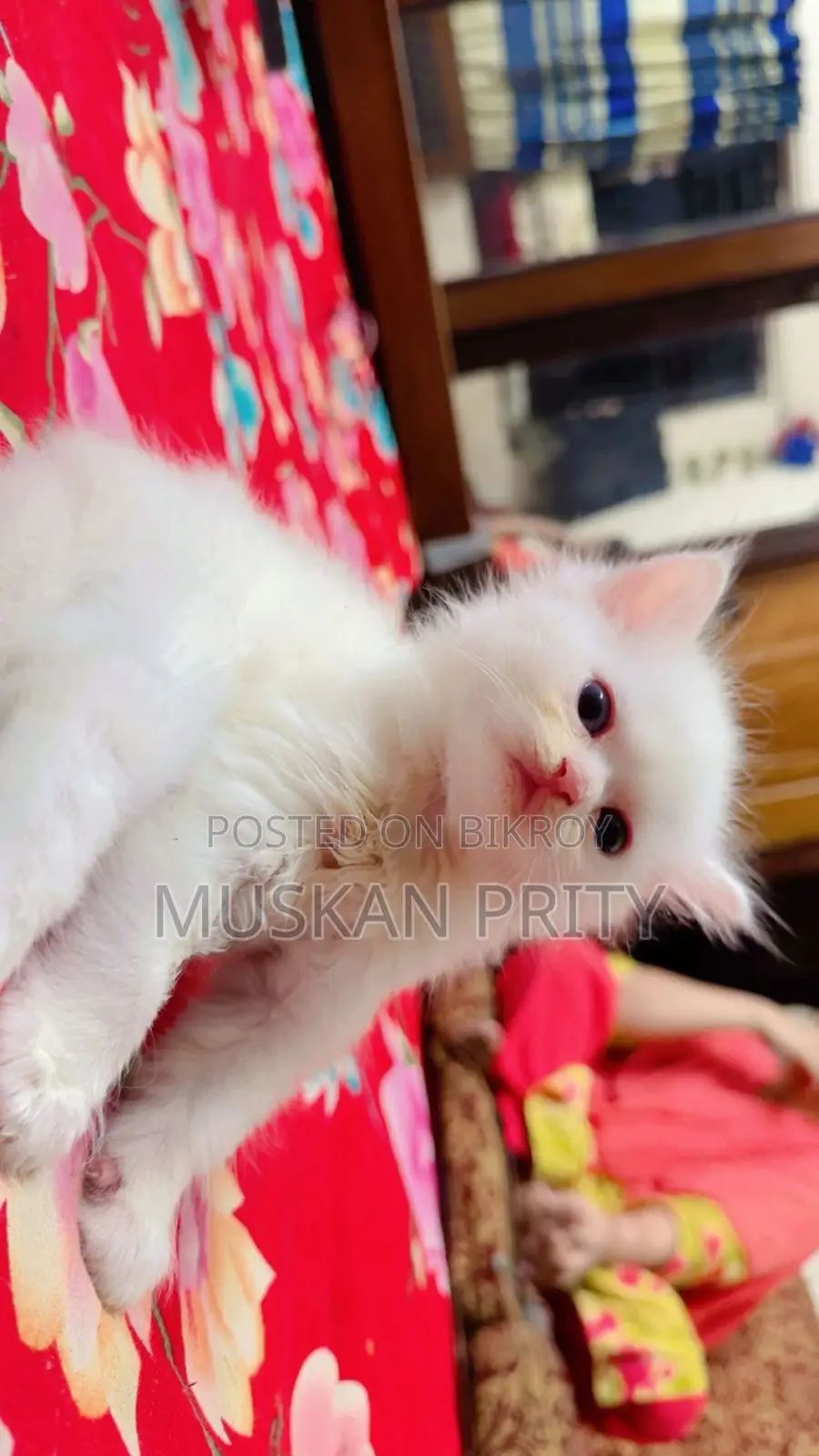 Cat Sell