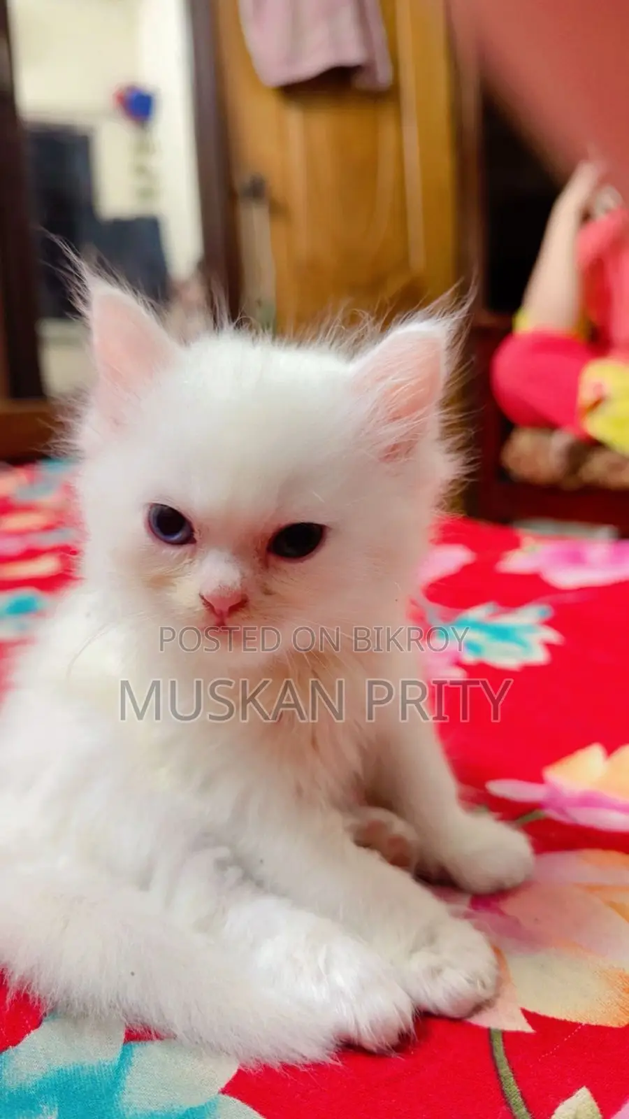Cat Sell