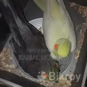 পাখি বিক্রি