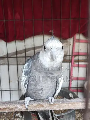 Cockatiel Male