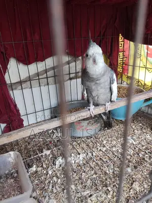 Cockatiel Male