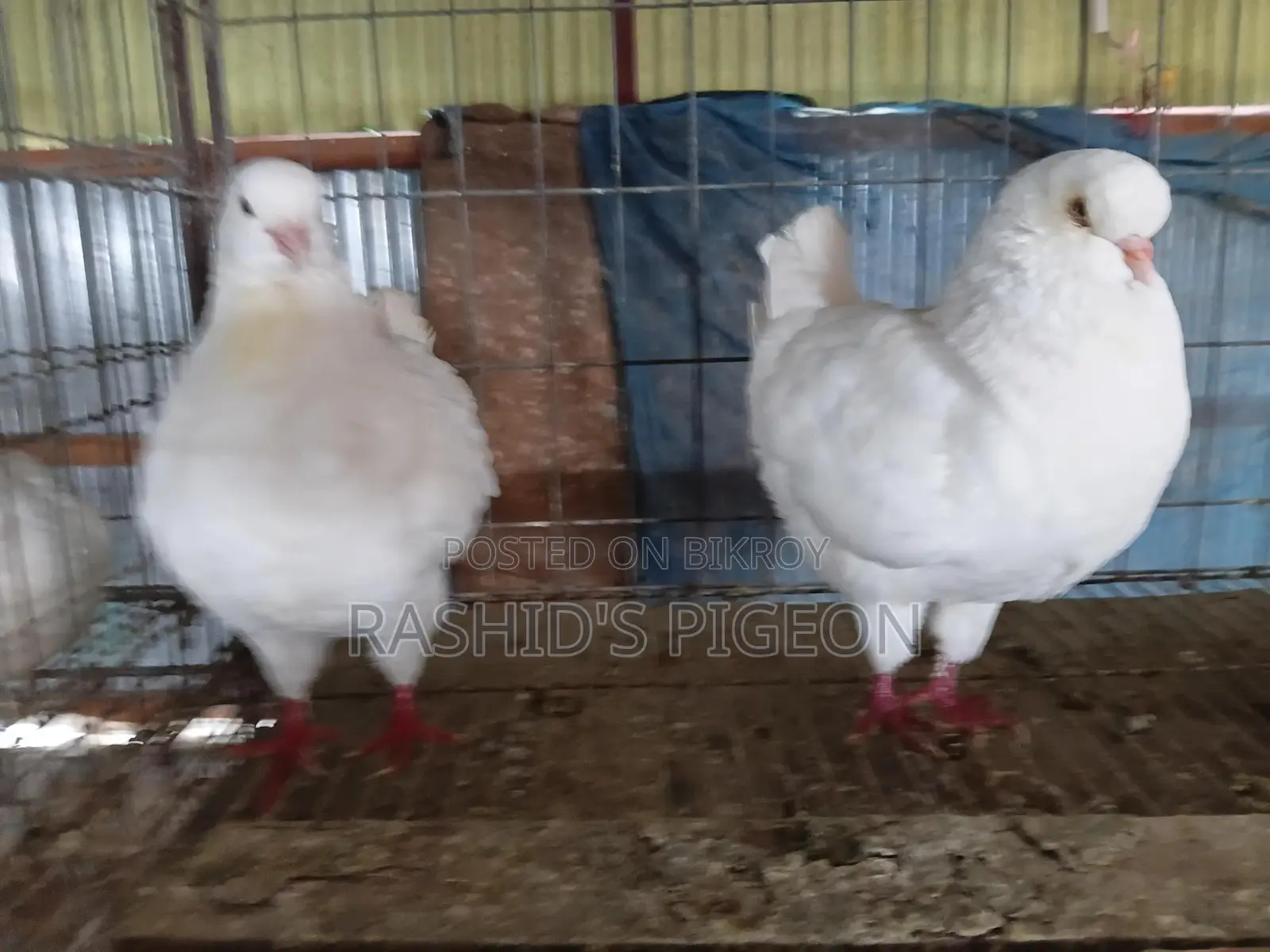 শোকিং রানিং পেয়ার