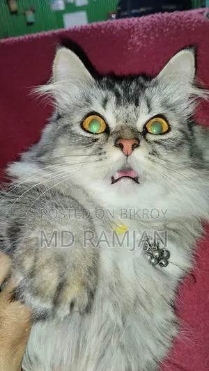 পার্সিয়ান বিড়াল