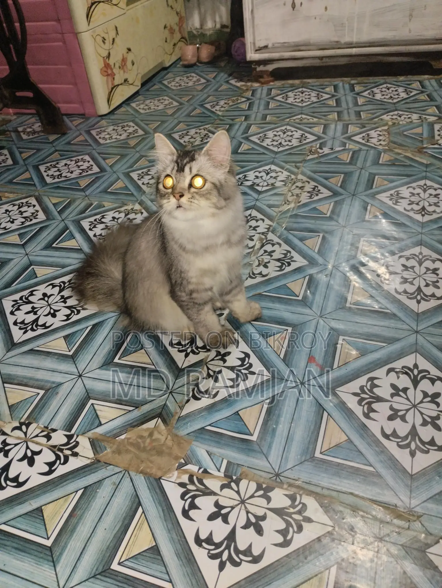 পার্সিয়ান বিড়াল
