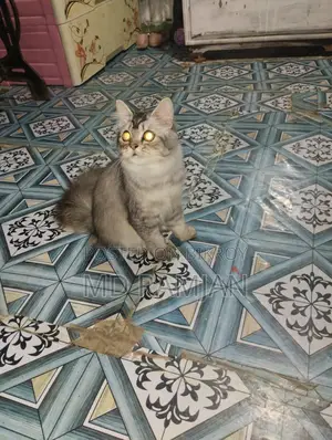 পার্সিয়ান বিড়াল