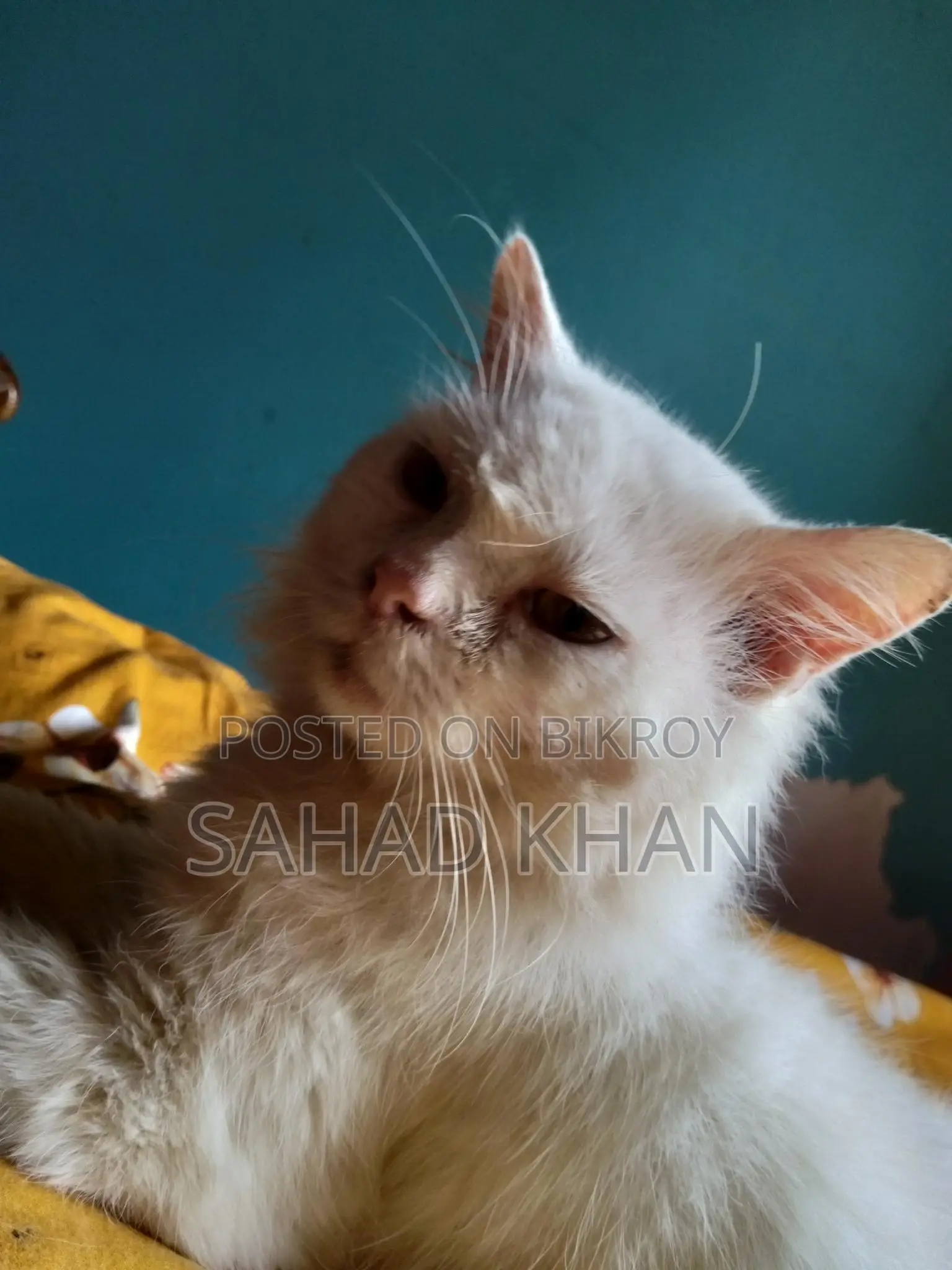 Persian Cat