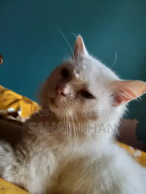 Persian Cat