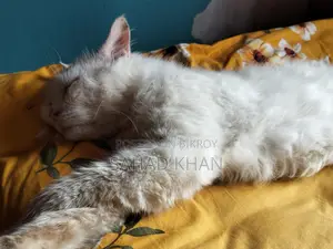 Persian Cat