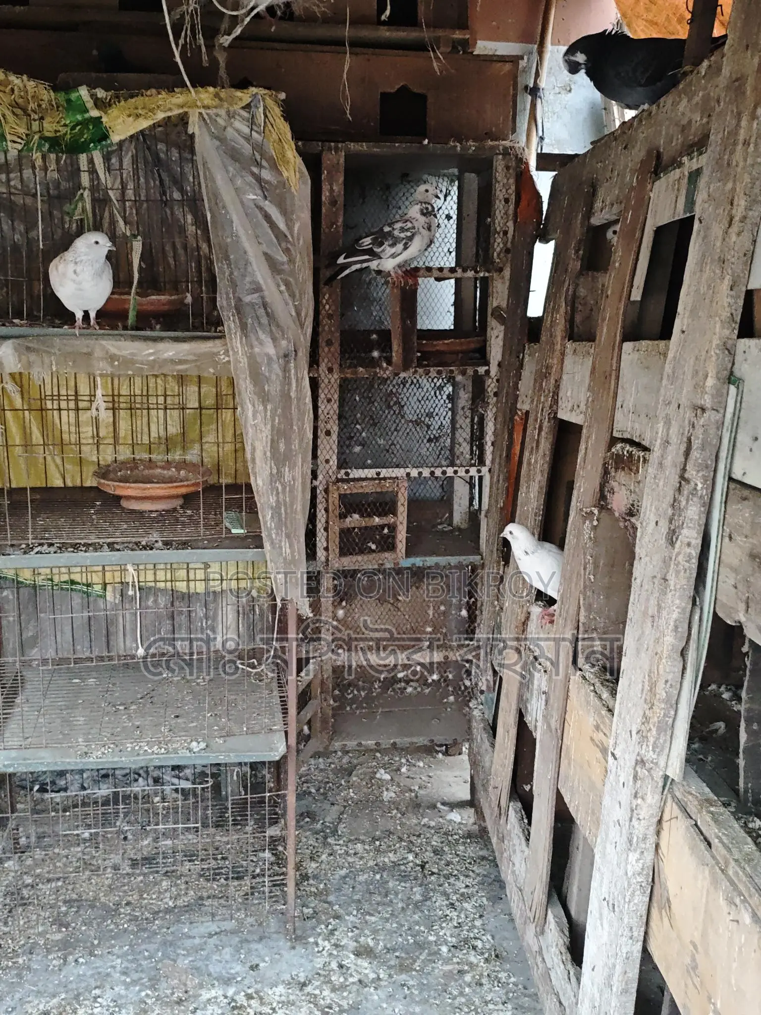 Pigeons for Sale