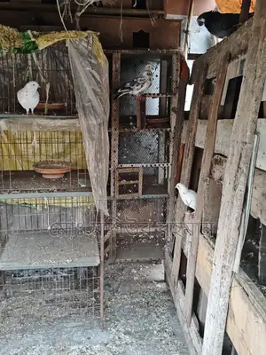 Pigeons for Sale