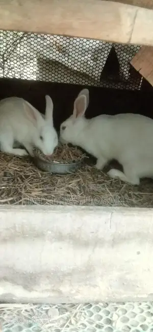 Two Large White Rabbits for Sale