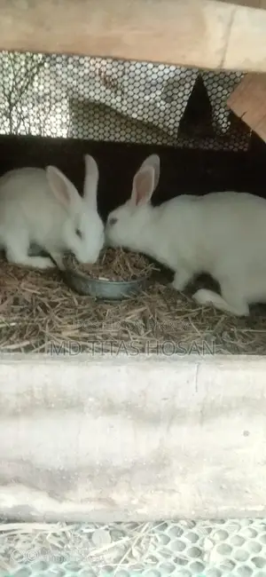 Two Large White Rabbits for Sale