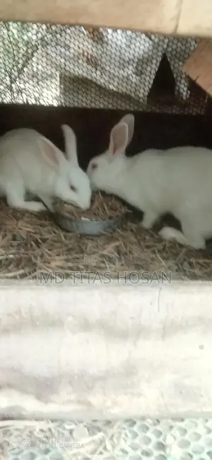 Two Large White Rabbits for Sale