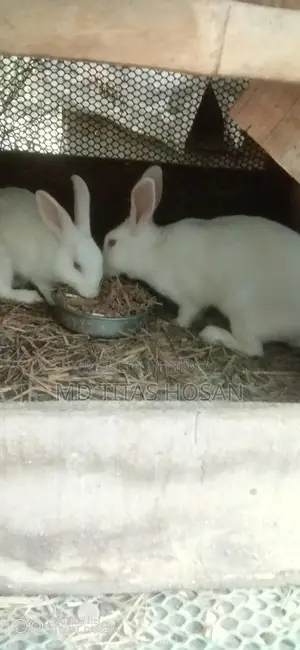 Two Large White Rabbits for Sale