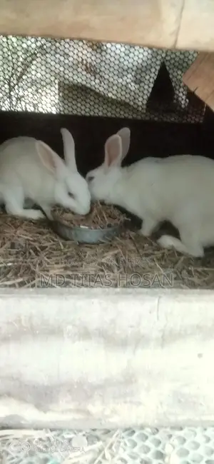 Two Large White Rabbits for Sale