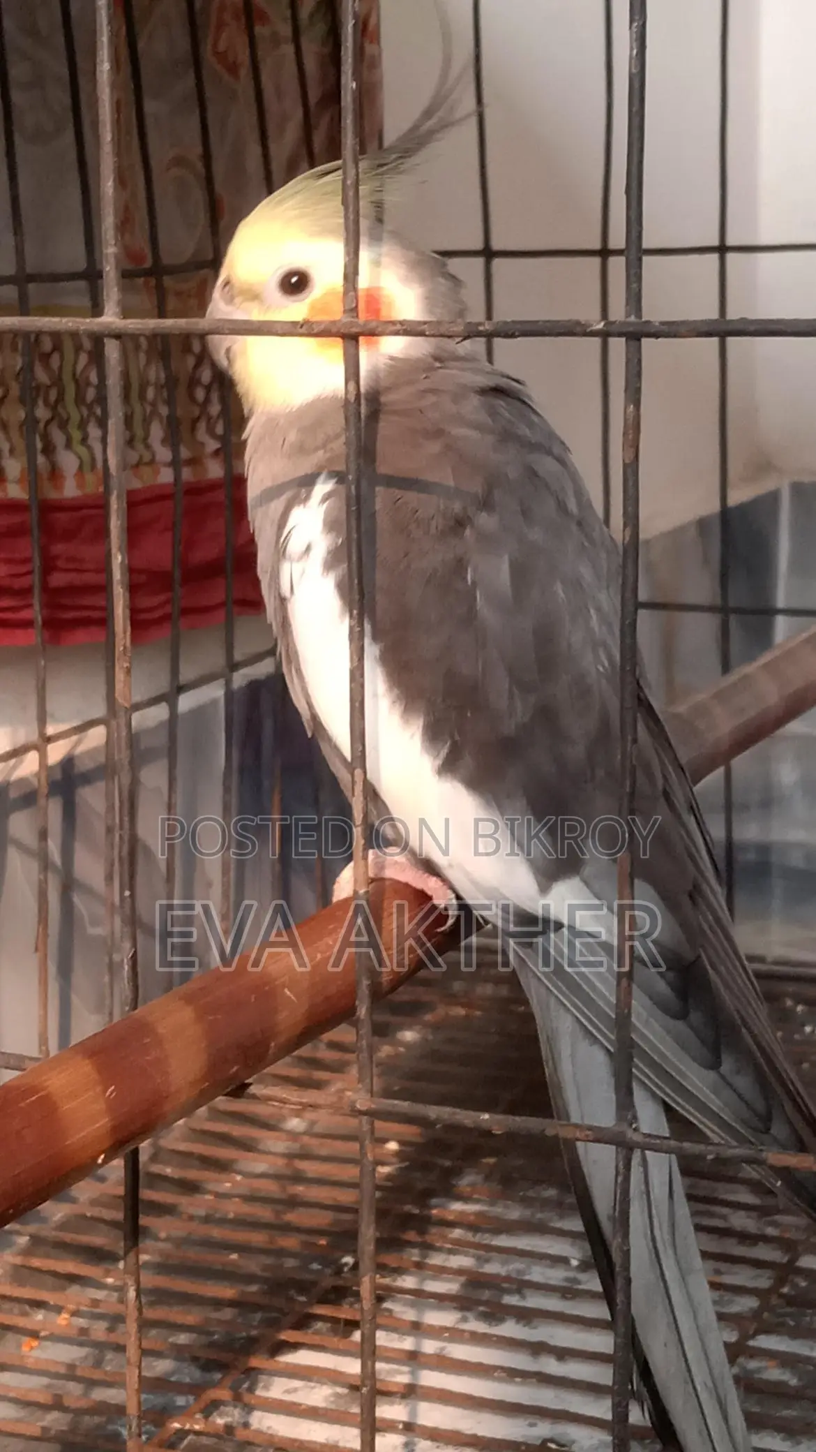 ককাটেল পাখি