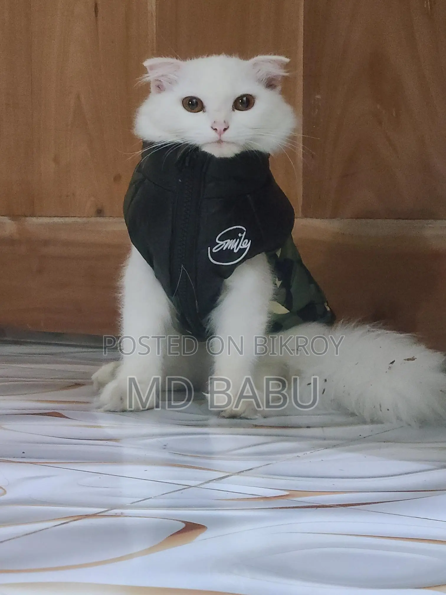 Persian Male For Sale