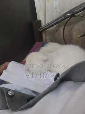 Persian Male For Sale