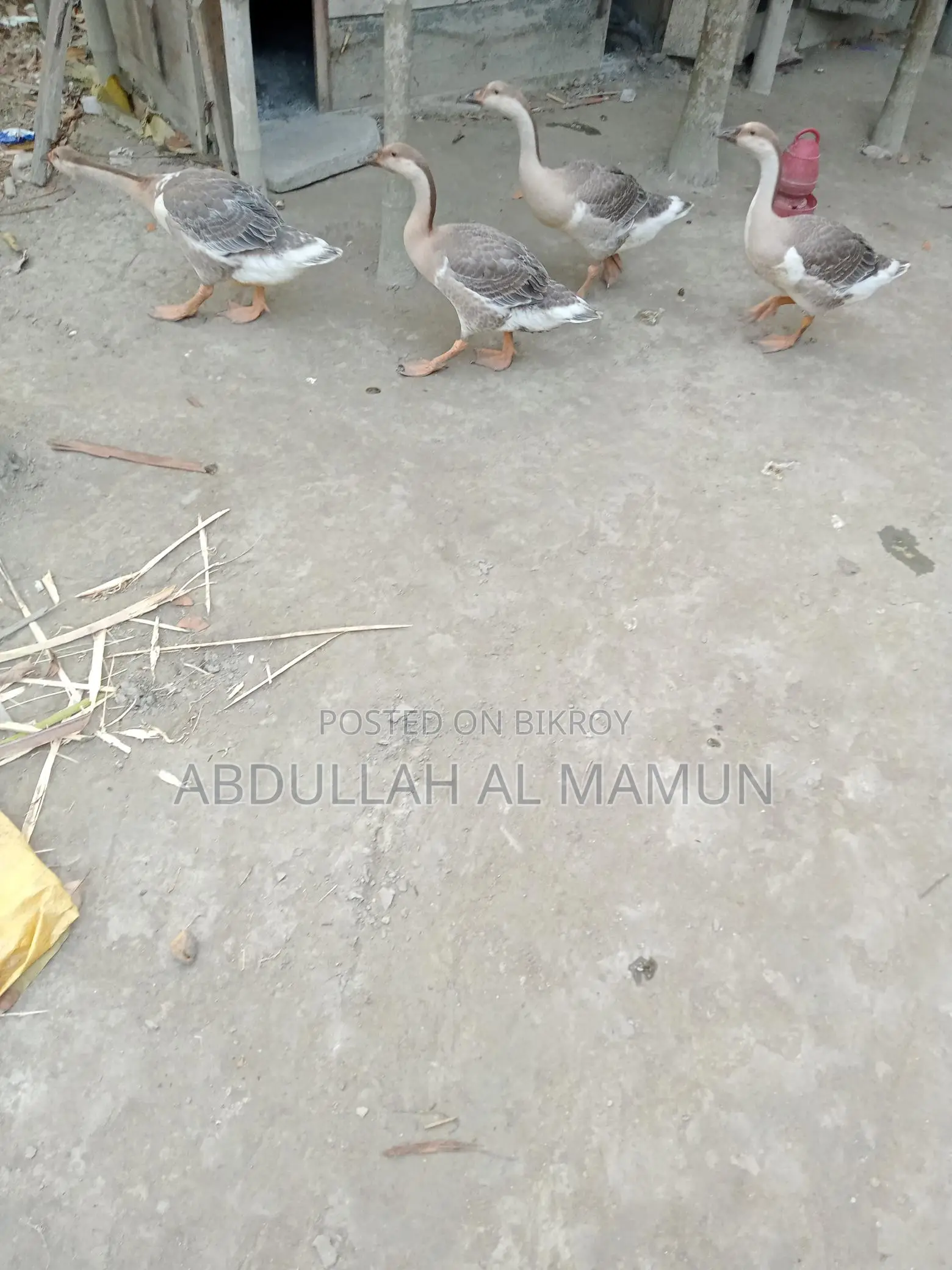 Duck for Sale