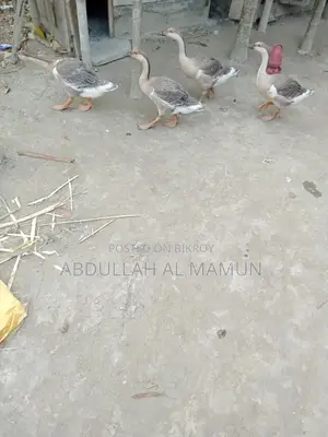 Duck Sell