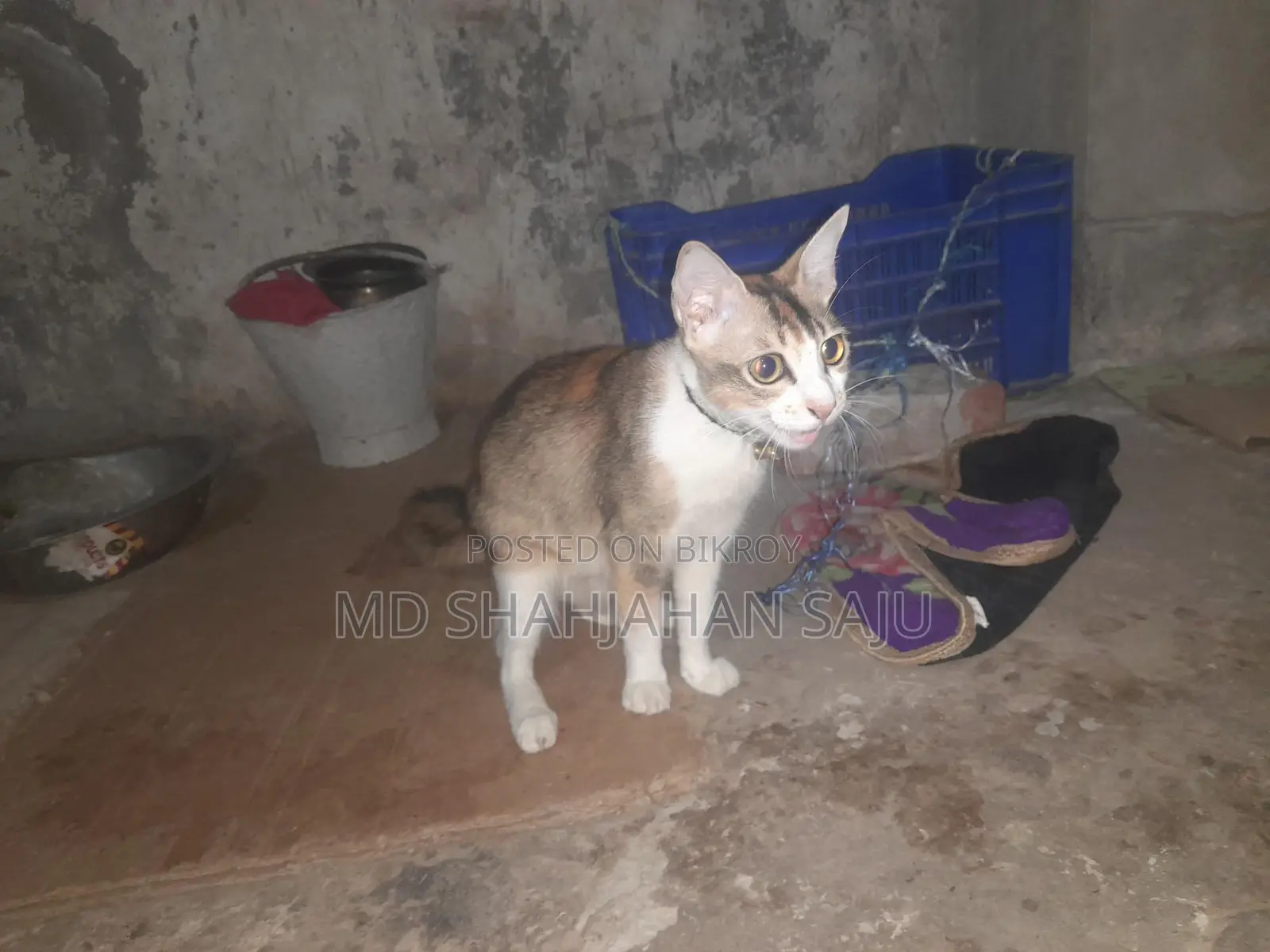 Deowan Cat