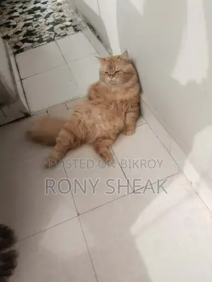 Cat for sale