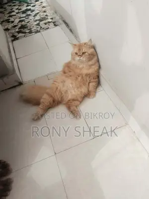 Cat for sale