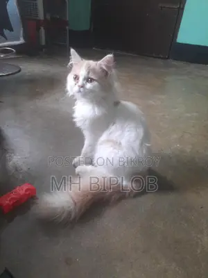 6-12 Months Male Purebred Persian