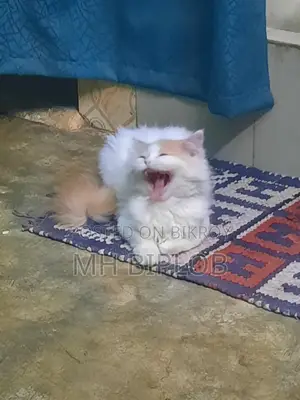 6-12 Months Male Purebred Persian