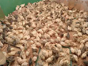 কোয়েল পাখির বাচ্চা