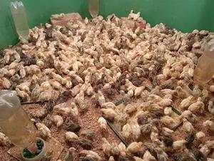 কোয়েল পাখির বাচ্চা