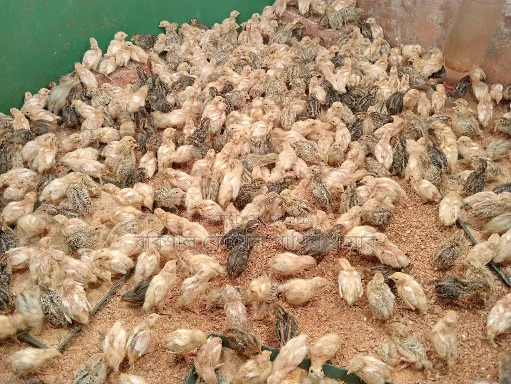 কোয়েল পাখির বাচ্চা