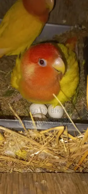 Lovebird Parrots