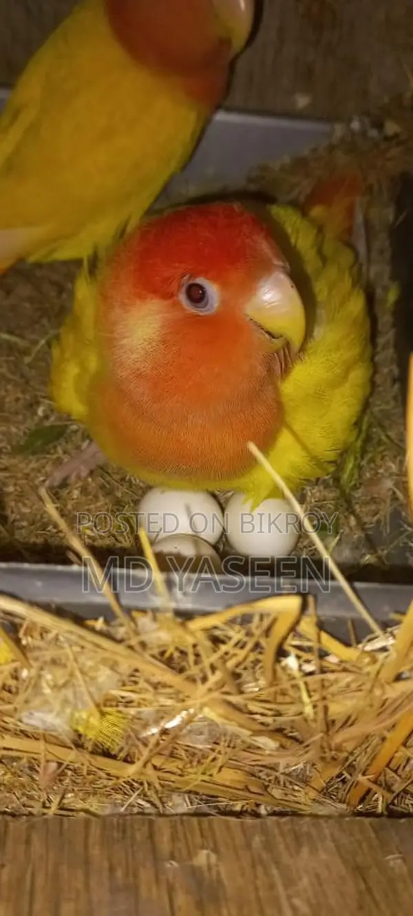 Lovebird Parrots
