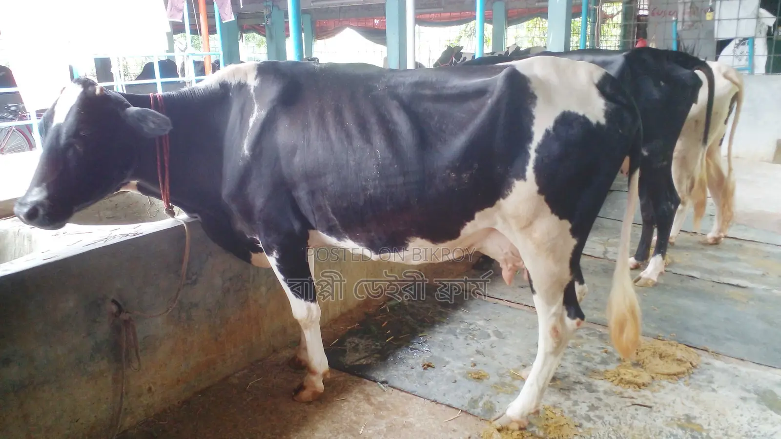 Buy 3 Healthy Cows with Confidence