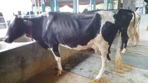Buy 3 Healthy Cows with Confidence