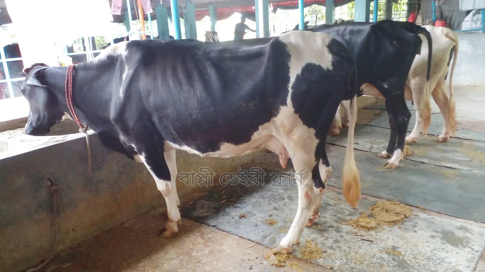 Buy 3 Healthy Cows with Confidence
