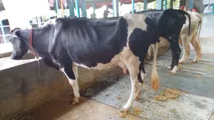 Buy 3 Healthy Cows with Confidence