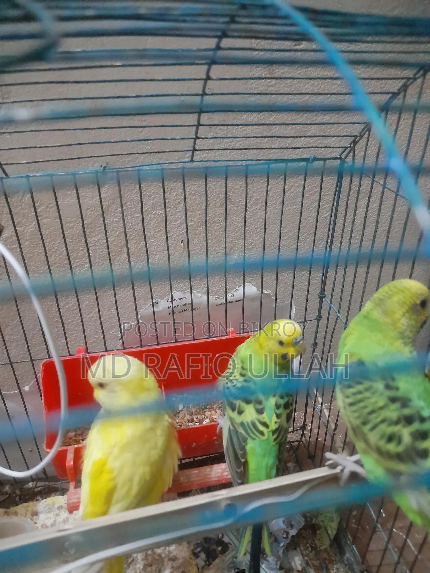 12 Budgerigar birds for sale